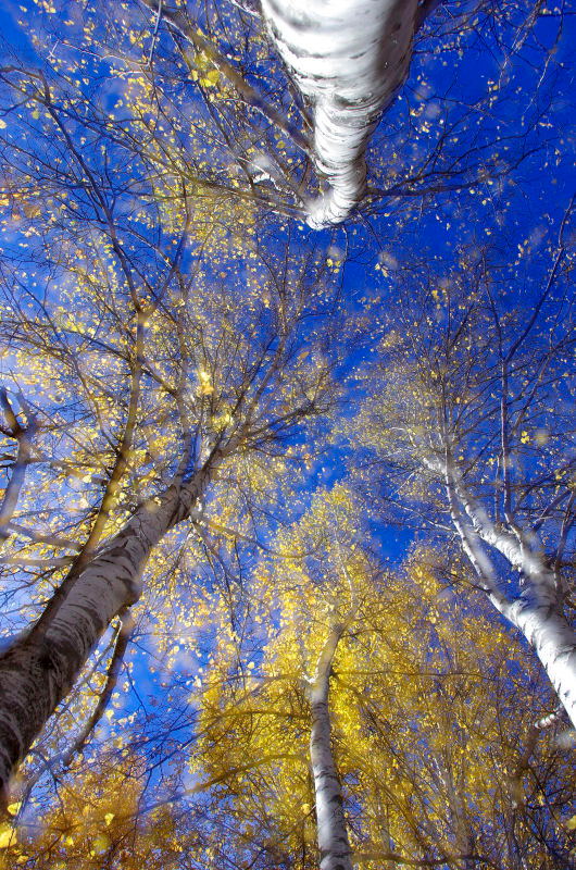 《白桦树》孔明摄.jpg
