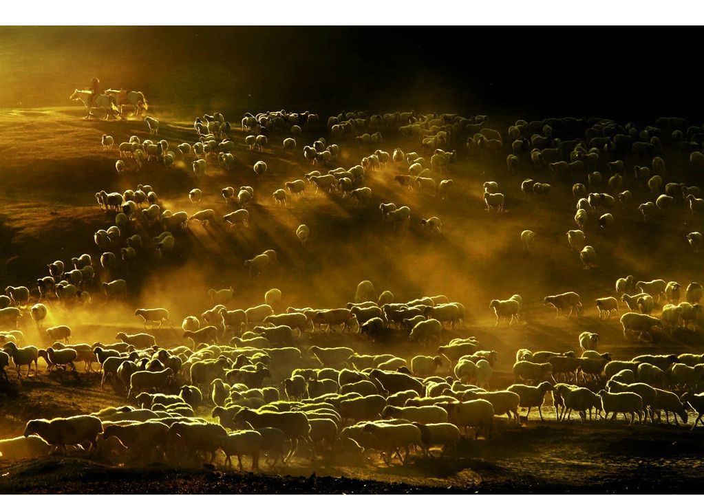 《牧归》  李伟涛摄.jpg