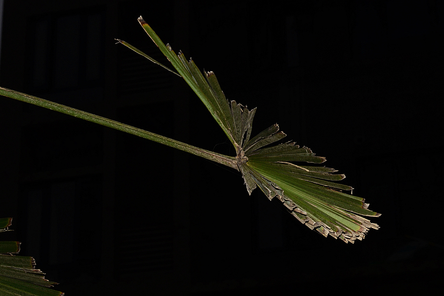 nEO_IMG_DSC_5165.jpg