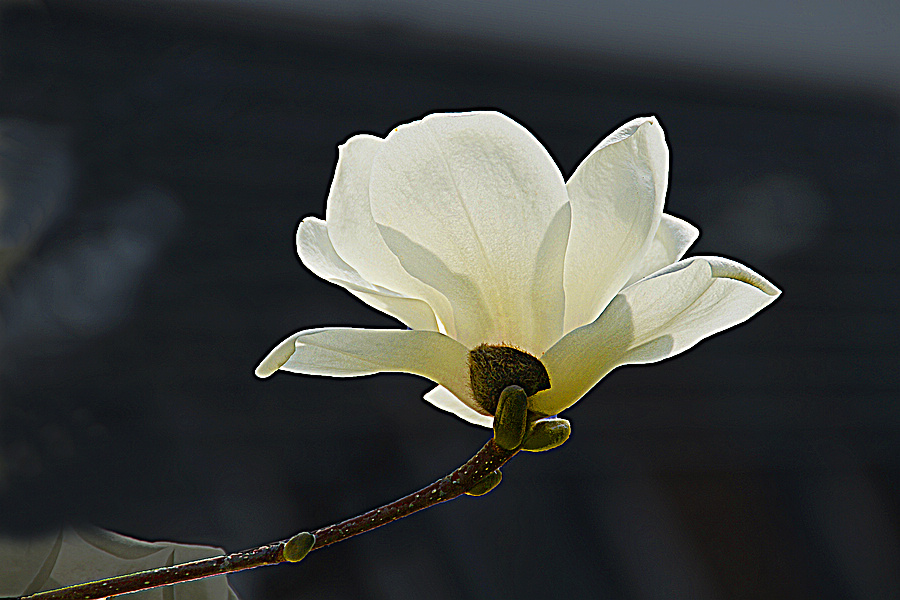 nEO_IMG_DSC_7862.jpg
