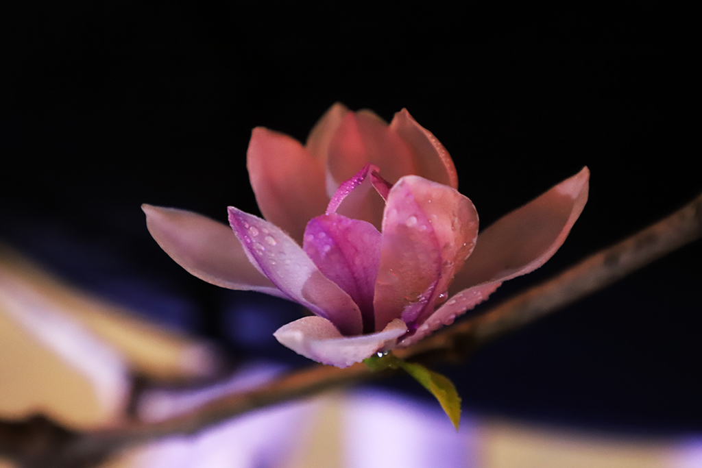 IMG_5489副本.jpg