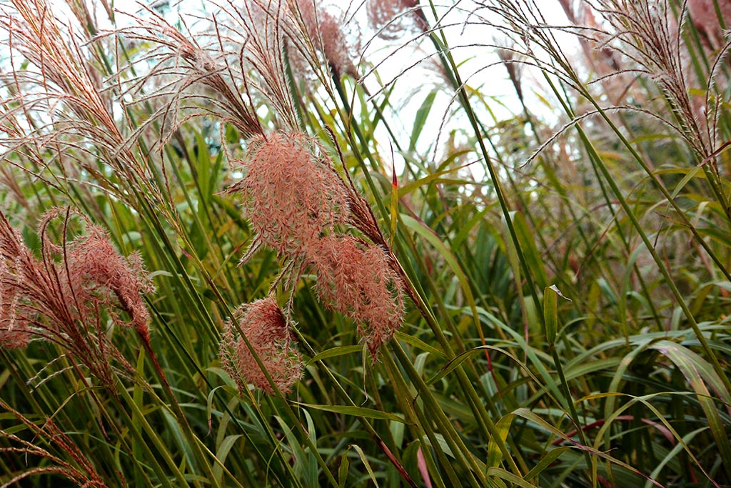 DSC_0232副本.jpg