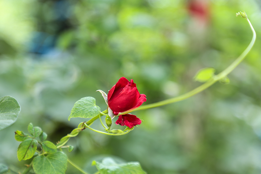 IMG_6171副本.jpg