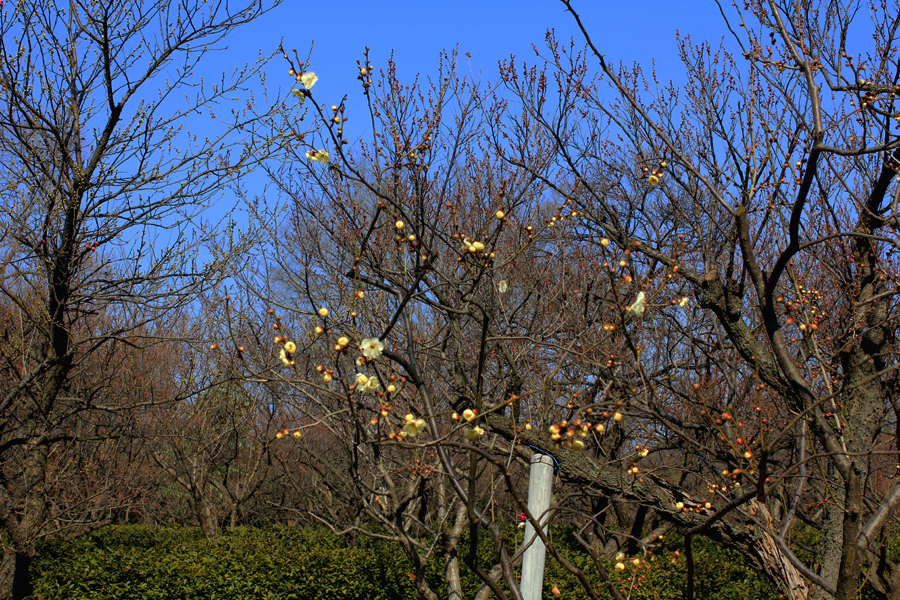 IMG_509.jpg