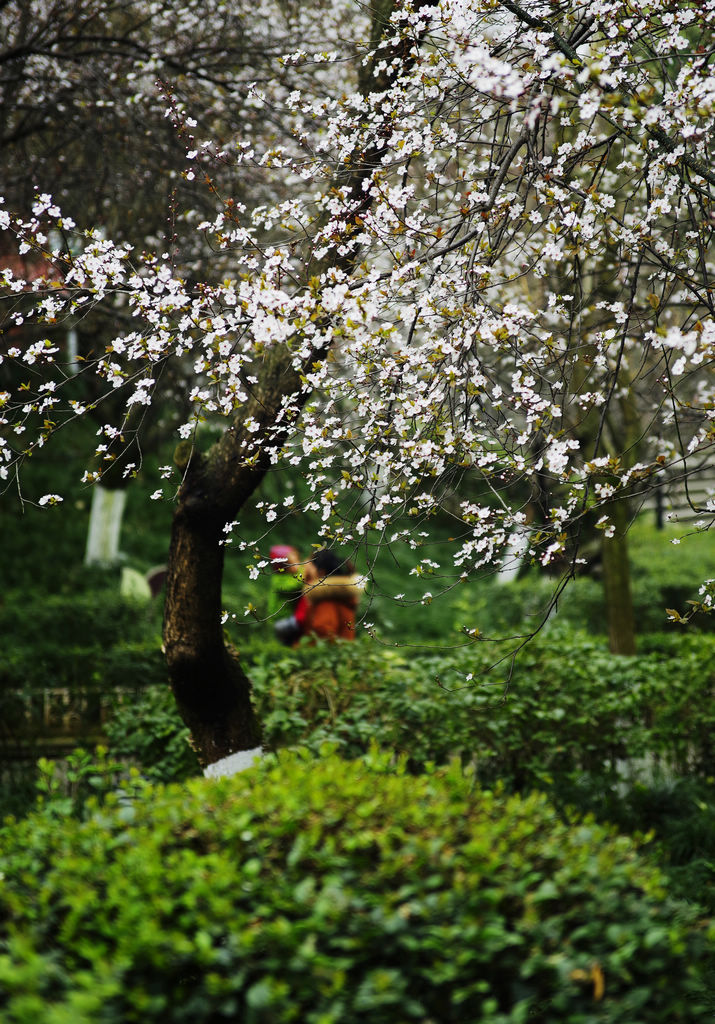 A-《赏花》.jpg