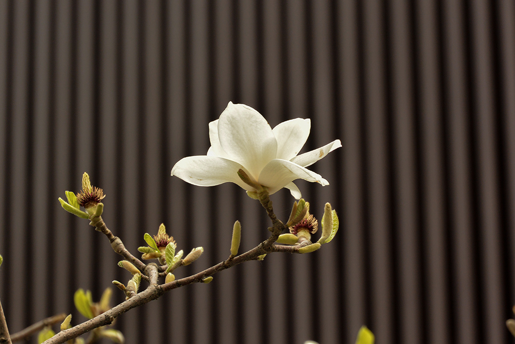 DSC_0891副本.jpg