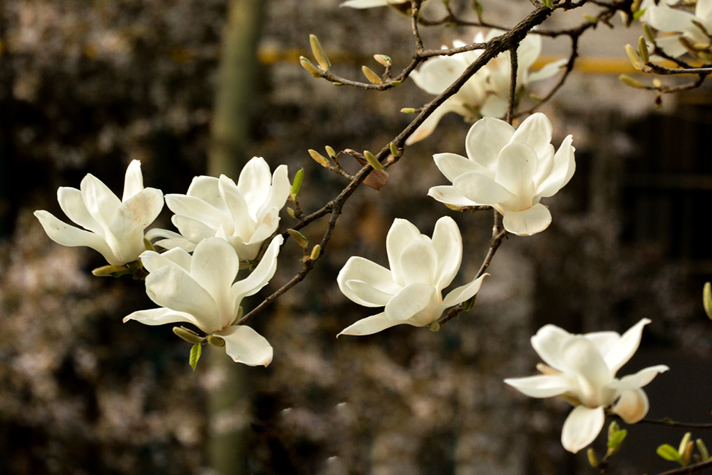 DSC_0902副本.jpg