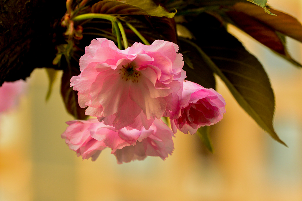 DSC_1077副本.jpg