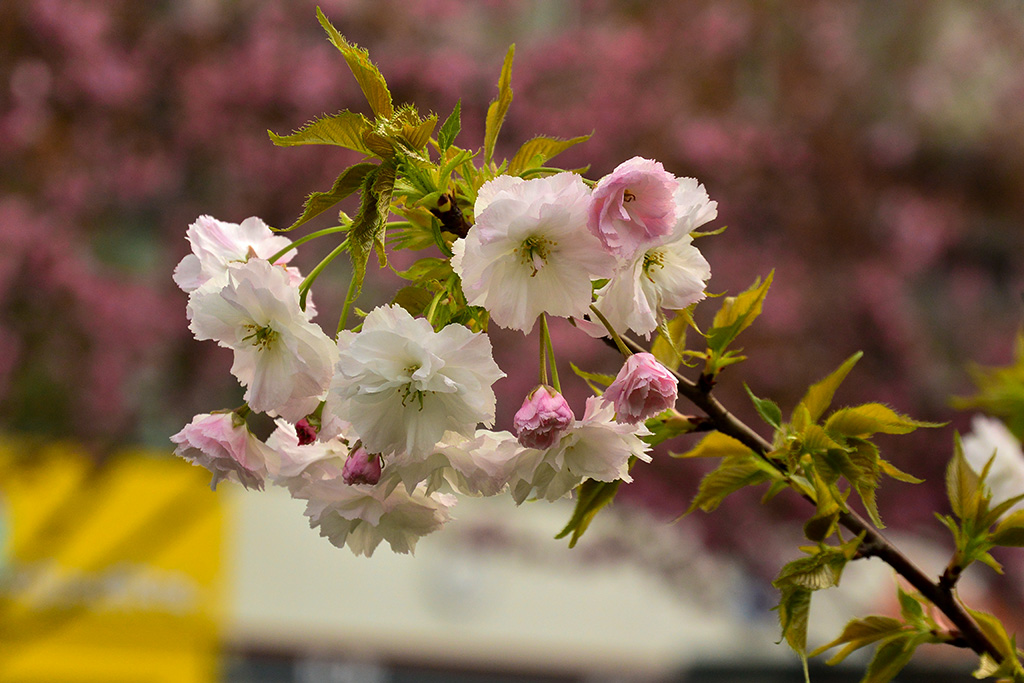 DSC_1038副本.jpg