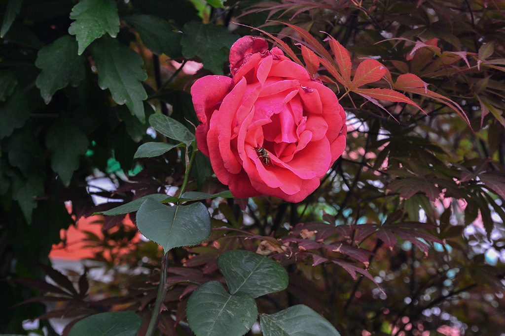 DSC_1200副本.jpg