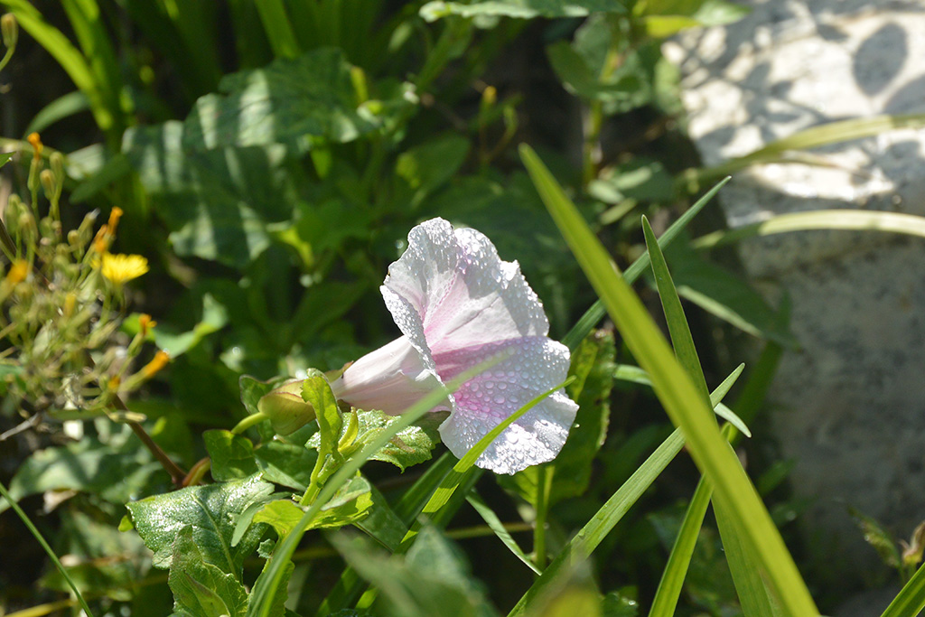 DSC_1315副本.jpg