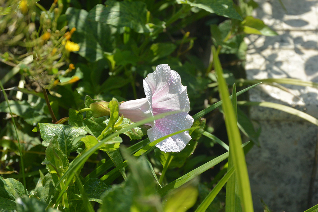 DSC_1314副本.jpg