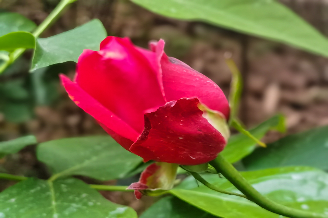 IMG_20220419_191229副本.jpg