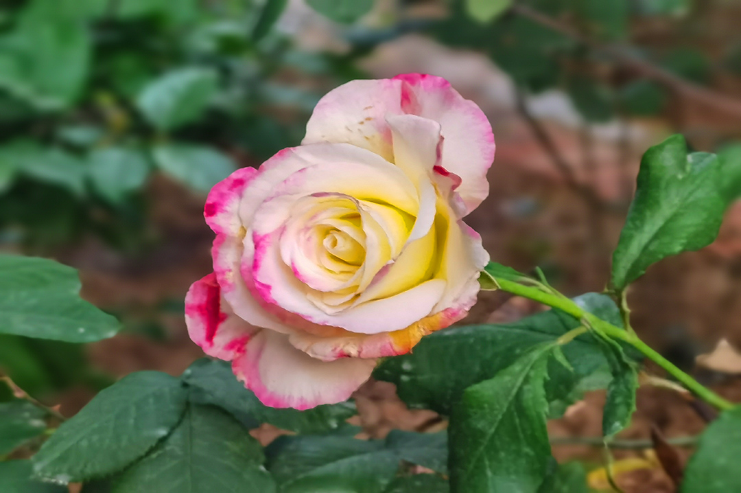 IMG_20220419_191313副本.jpg