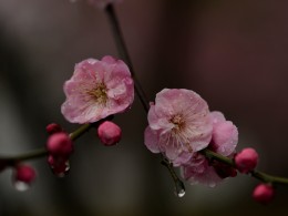 雨润寒梅