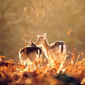 鹿，里满士公园