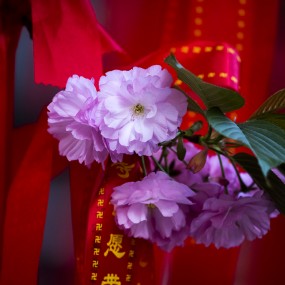 赏樱青龙寺（二）