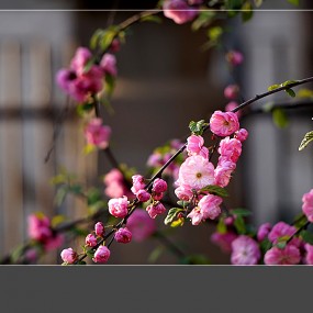 【习 拍】 春  意