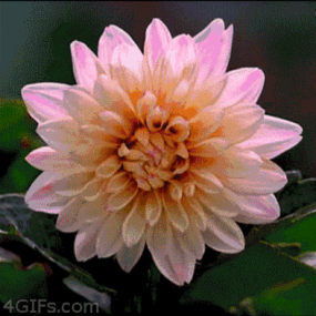 100年难得一见，好美，好美.