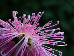 菊绽咸阳满城香