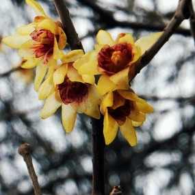 已是悬崖百丈冰，犹有花枝俏！