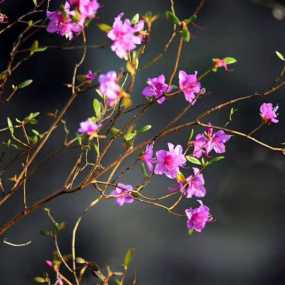 长白山下映山红