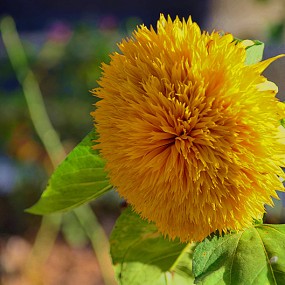 去麦积山途中随拍一些花草。
