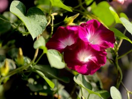 吹起小喇叭 哈哈哈