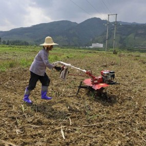 实拍辛勤耕田的农村老母亲