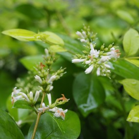小区随拍—雨水滋养的生灵