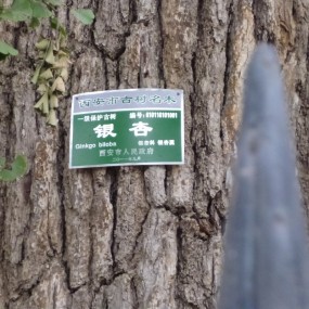 中国千年银杏第一树