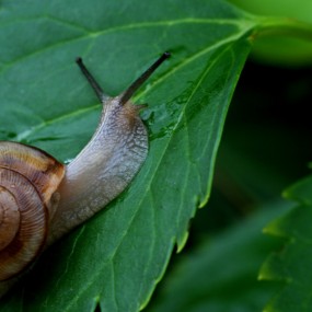 雨后蜗牛