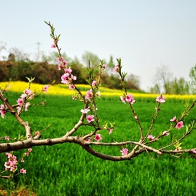 一组在长安区杨庄拍的片子，和朋友们分享，请大伙儿多指教。