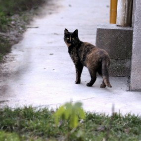500D,今天一组（人，猫，花）