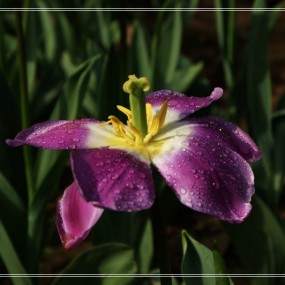 随拍郁金香（3）