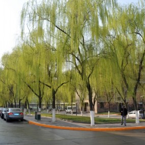 柳绿花明又一村