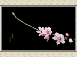 又是一年桃花开