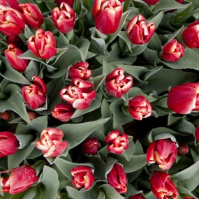 花之语 · 荷兰郁金香歌王争霸赛