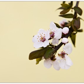 南湖拍MM之余，瞎拍几朵花