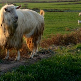 把羊给拍操咧~~哈哈哈