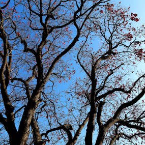 柿柿（事事）如意