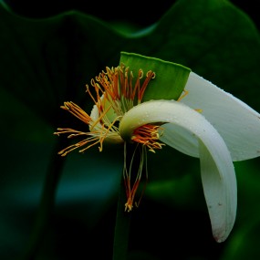 20130622 南湖 荷花