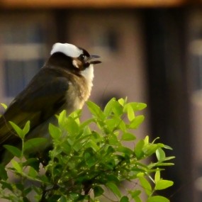 没有金钢钻，别揽瓷器活。