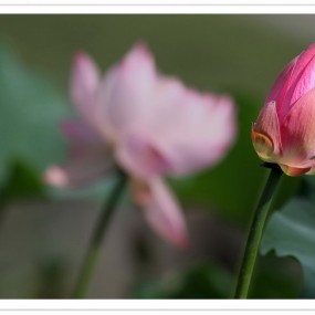 大唐芙蓉园拍荷花