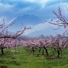 环山公路赏桃花