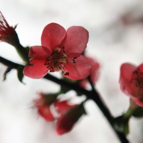 老袁习作；红岩梅花