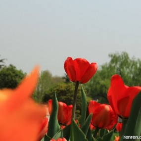 12.4.6  西安植物园郁金香