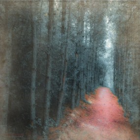 Ildiko Neer 梦境般的红色林荫路