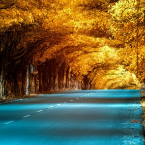 梦里，“金秋”