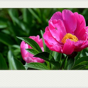 【习 拍】人间四月天，花儿忙争艳